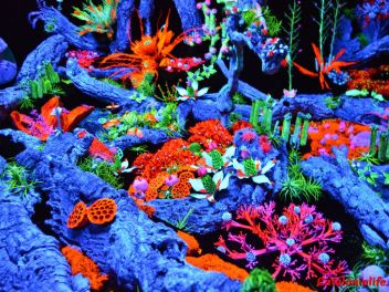 63-ый Фестиваль цветов в Жироне, 2018 / 63ª edició de Girona, Temps de Flors (Tiempo de Flores), 2018