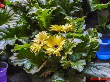63-ый Фестиваль цветов в Жироне, 2018 / 63ª edició de Girona, Temps de Flors (Tiempo de Flores), 2018