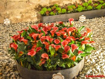 63-ый Фестиваль цветов в Жироне, 2018 / 63ª edició de Girona, Temps de Flors (Tiempo de Flores), 2018