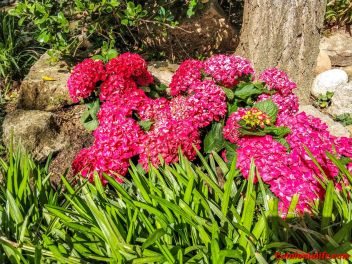 63-ый Фестиваль цветов в Жироне, 2018 / 63ª edició de Girona, Temps de Flors (Tiempo de Flores), 2018