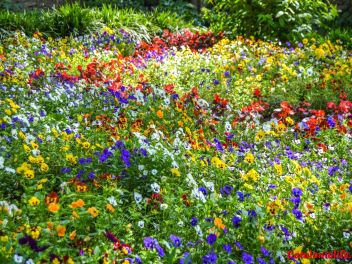 63-ый Фестиваль цветов в Жироне, 2018 / 63ª edició de Girona, Temps de Flors (Tiempo de Flores), 2018
