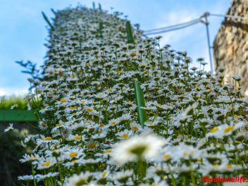 63-ый Фестиваль цветов в Жироне, 2018 / 63ª edició de Girona, Temps de Flors (Tiempo de Flores), 2018