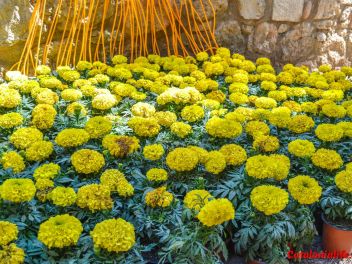 63-ый Фестиваль цветов в Жироне, 2018 / 63ª edició de Girona, Temps de Flors (Tiempo de Flores), 2018 