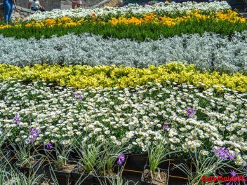 63-ый Фестиваль цветов в Жироне, 2018 / 63ª edició de Girona, Temps de Flors (Tiempo de Flores), 2018 