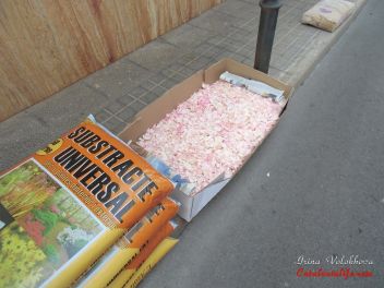 Фестиваль «Ковры из цветов» в Бланесе 2014 г. (Estores de Flors de Raval. Blanes 2014)